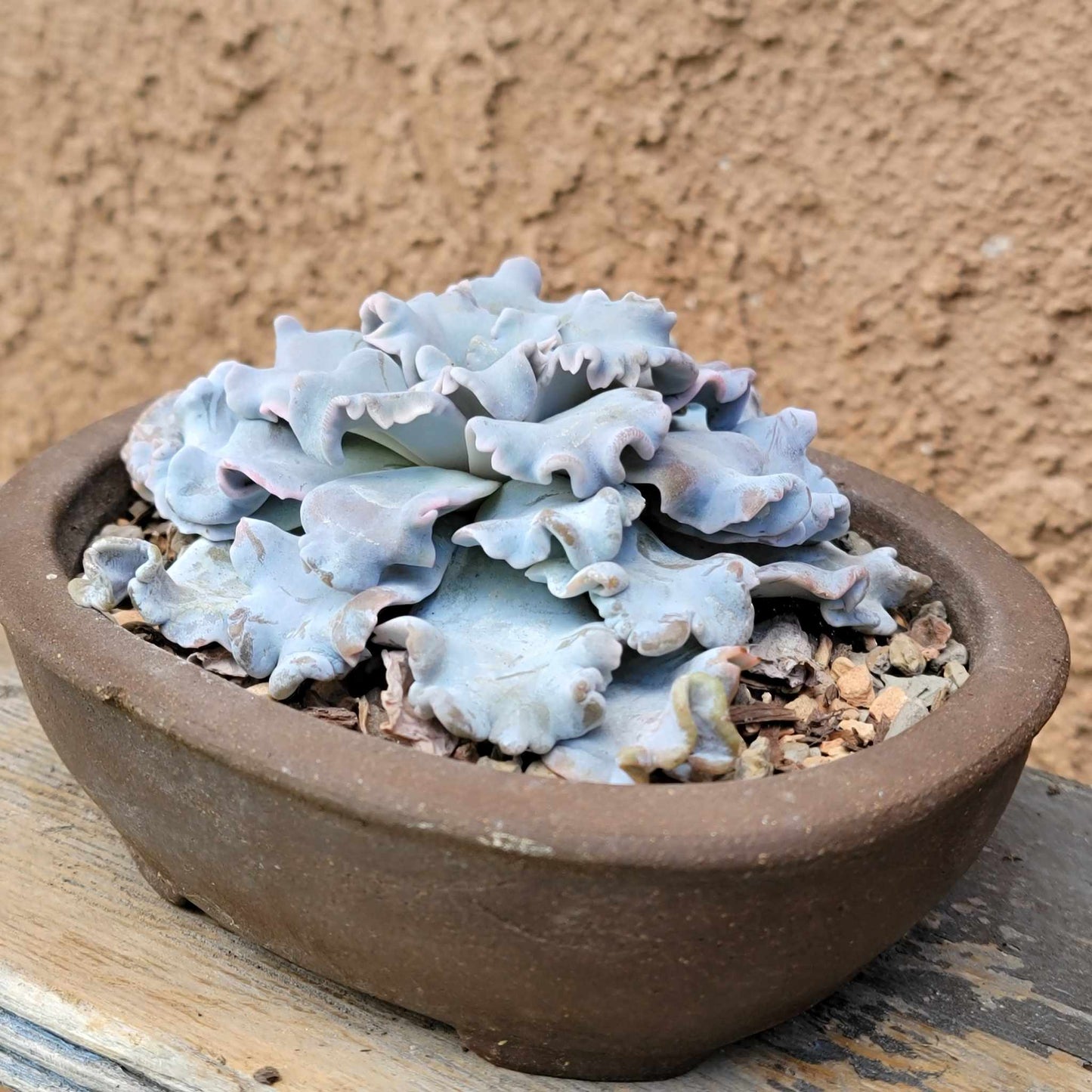 Echeveria 'Crispate Beauty'