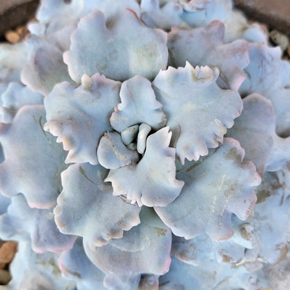 Echeveria 'Crispate Beauty'