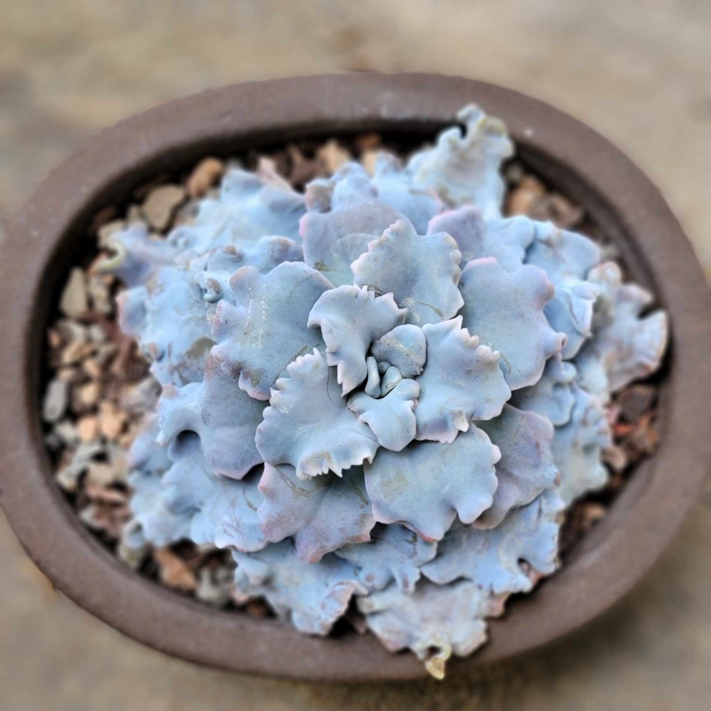 Echeveria 'Crispate Beauty'