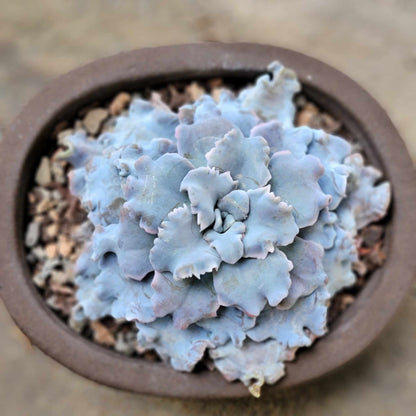 Echeveria 'Crispate Beauty'