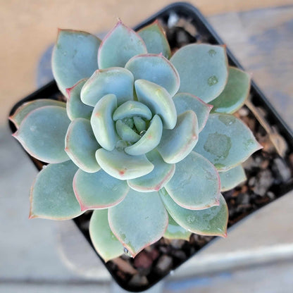 Echeveria & Graptopetalum Succulent Bundle #1 -  6 Exotic Varieties