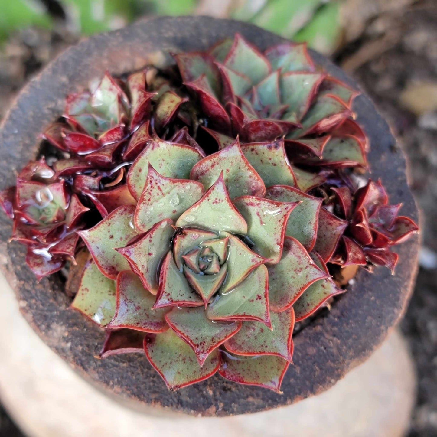 Echeveria 'Longissima'