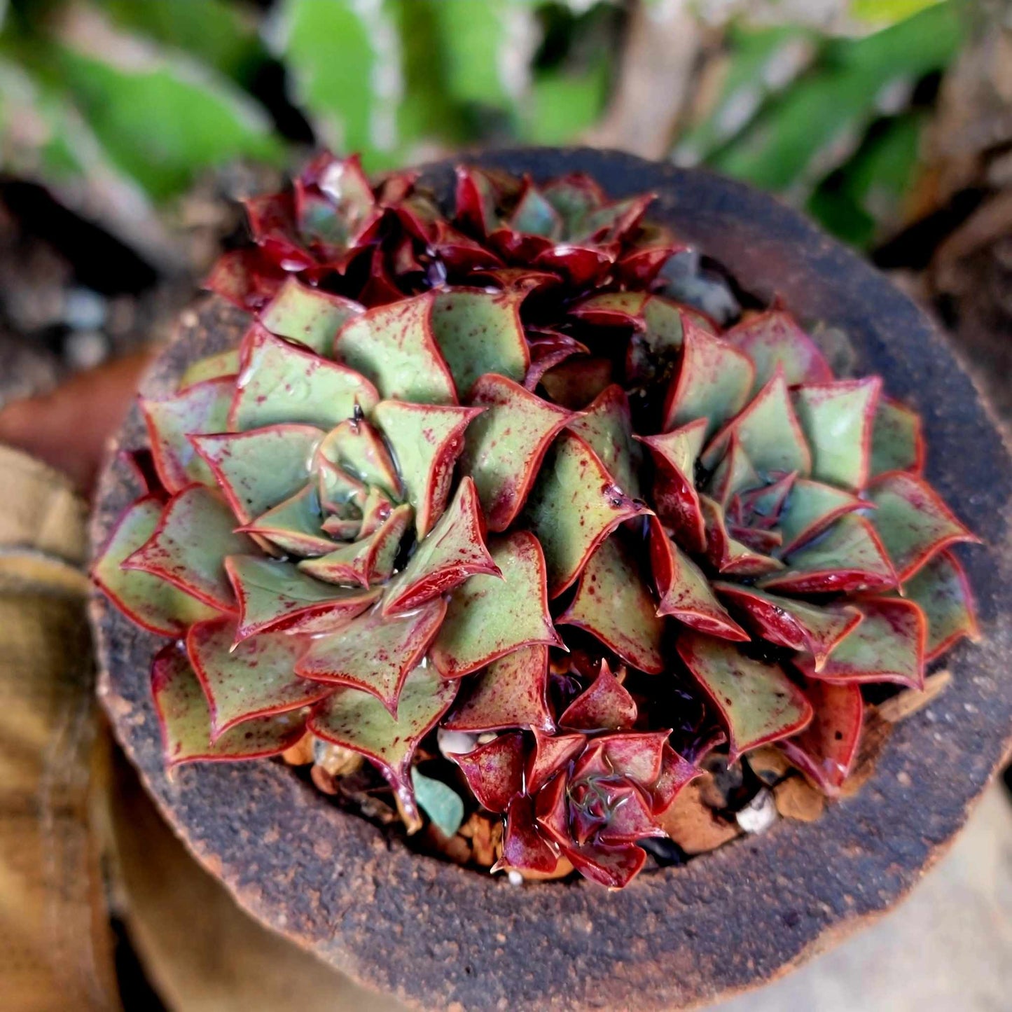 Echeveria 'Longissima'