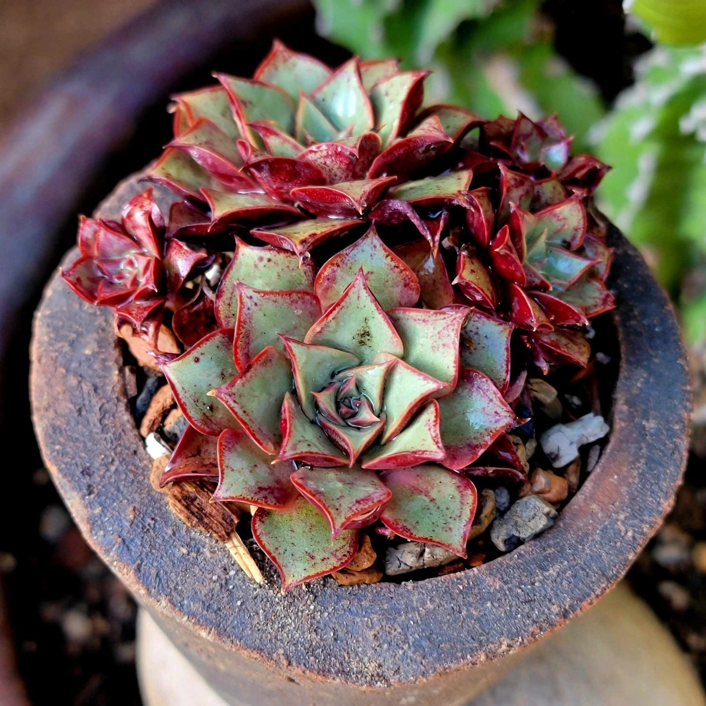 Echeveria 'Longissima'