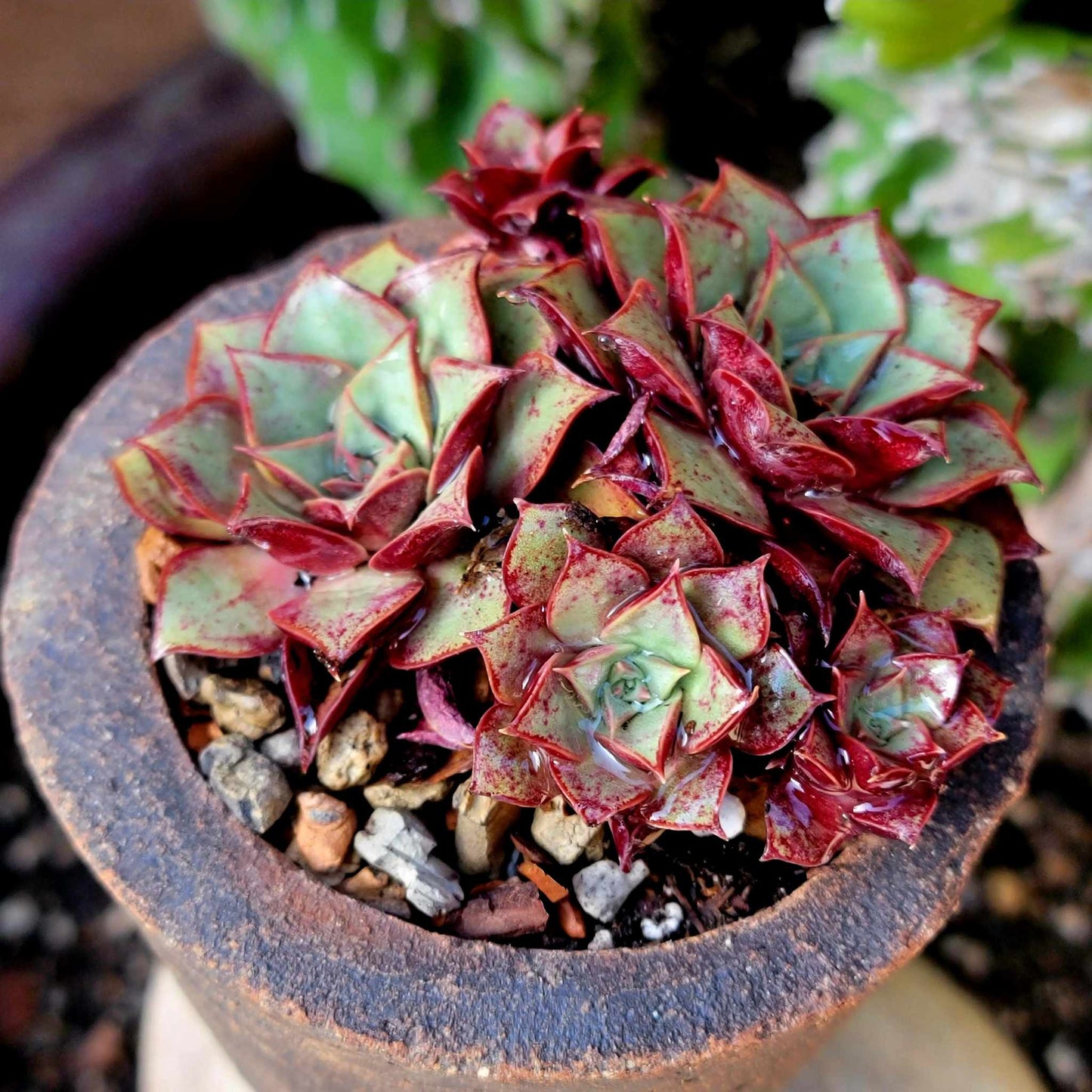 Echeveria 'Longissima'