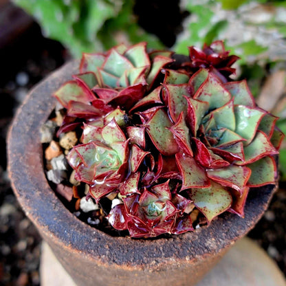 Echeveria 'Longissima'