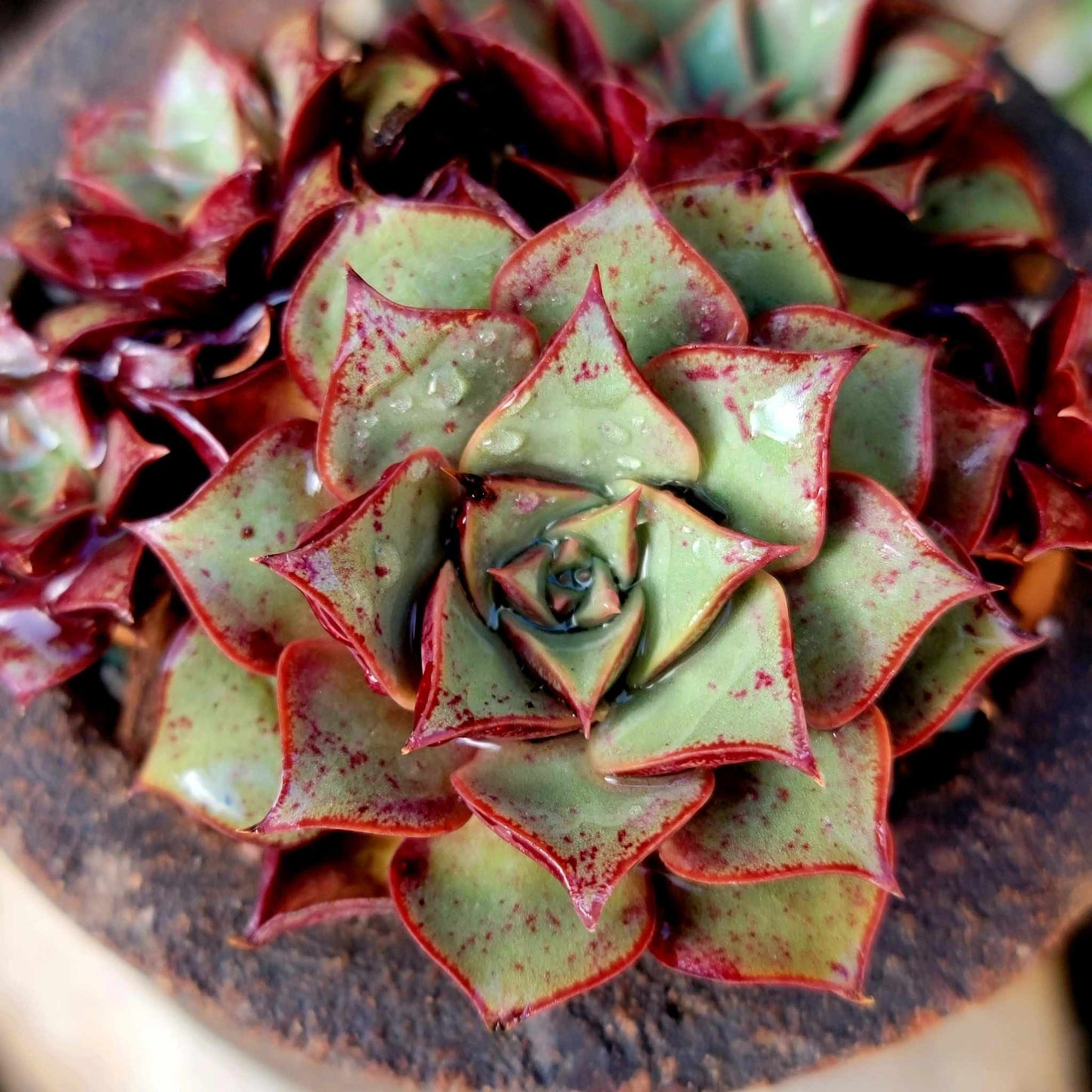 Echeveria 'Longissima'