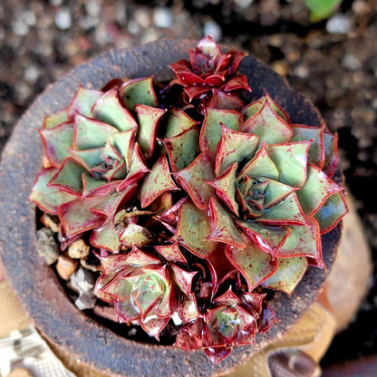 Echeveria 'Longissima'