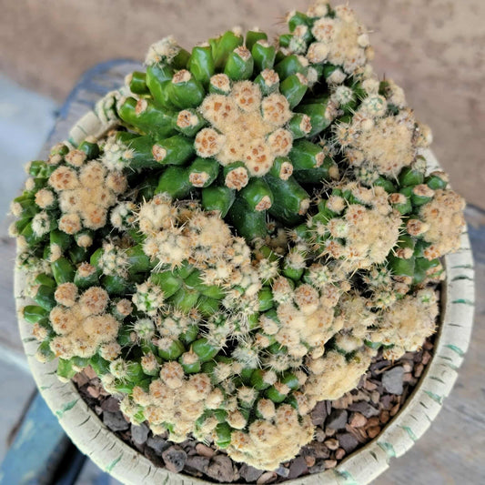 Echinocactus Grusonii var. inermis monstruosus