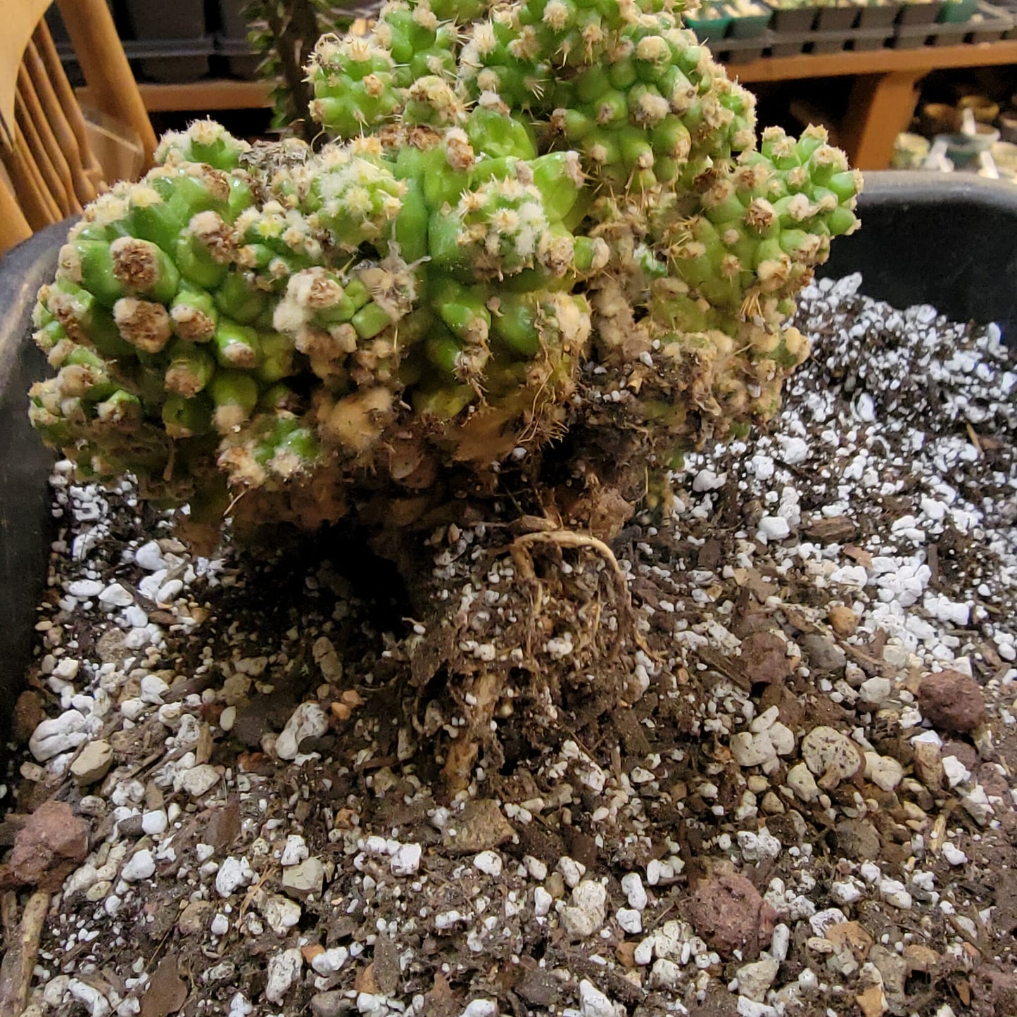 Echinocactus Grusonii var. inermis monstruosus