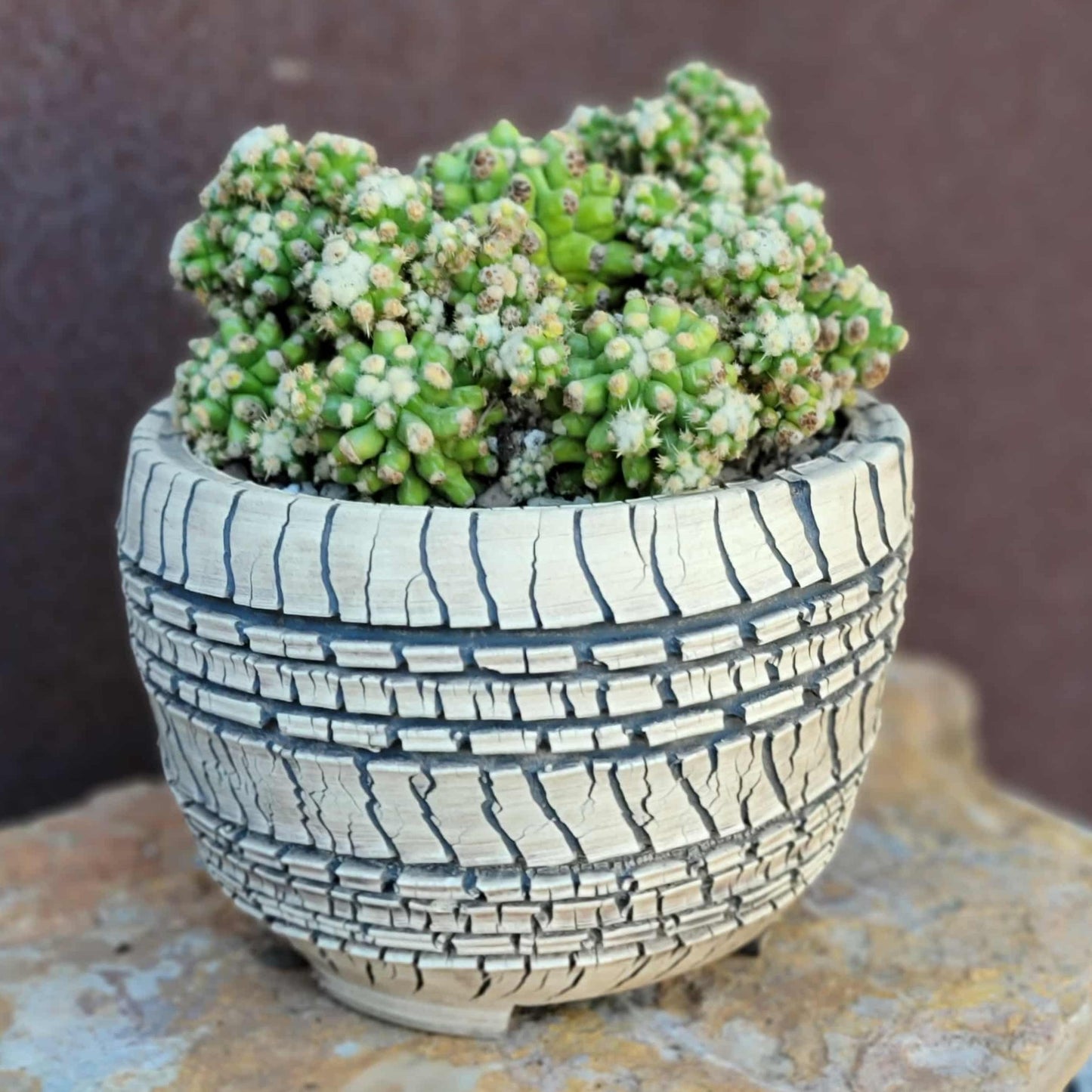 Echinocactus Grusonii var. inermis monstruosus