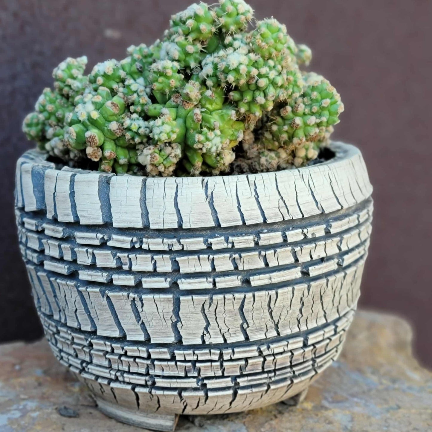 Echinocactus Grusonii var. inermis monstruosus