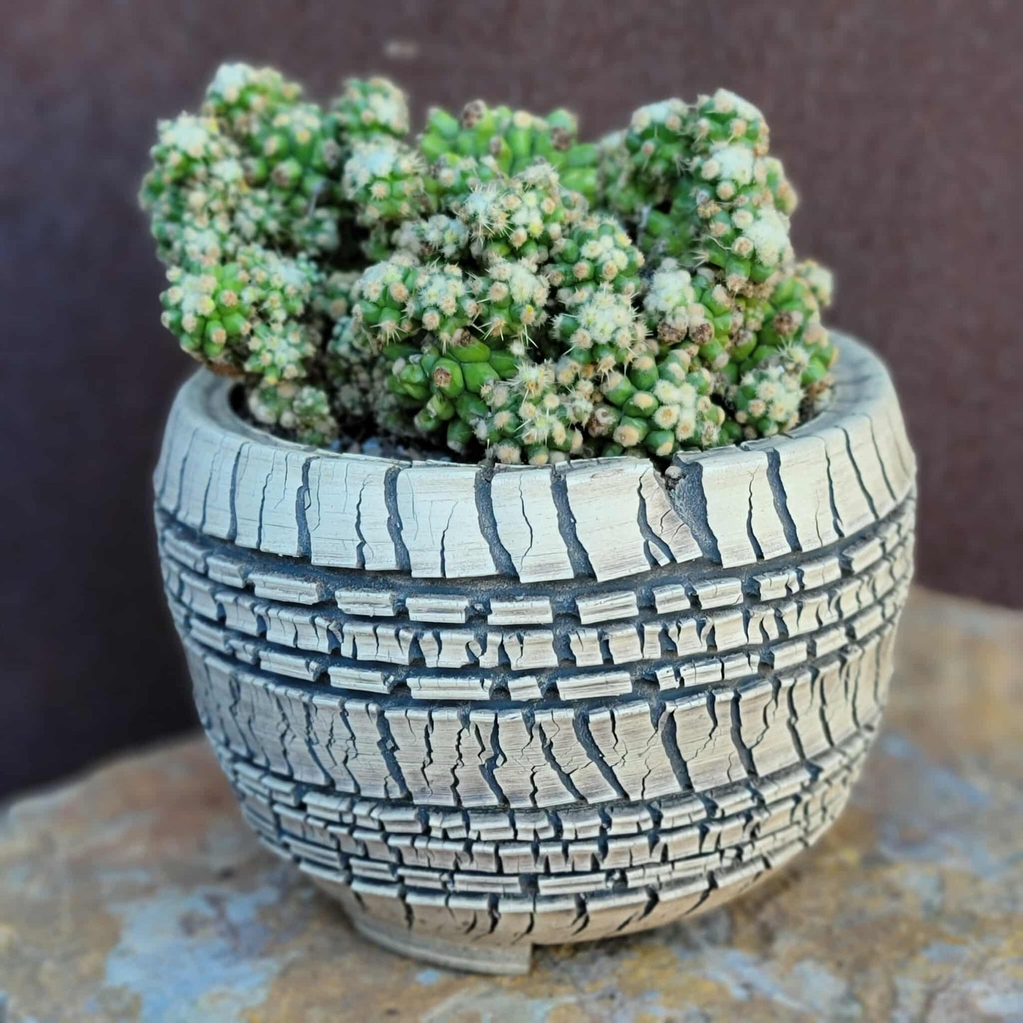 Echinocactus Grusonii var. inermis monstruosus