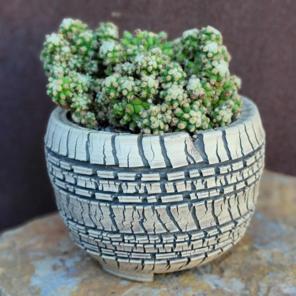 Echinocactus Grusonii var. inermis monstruosus