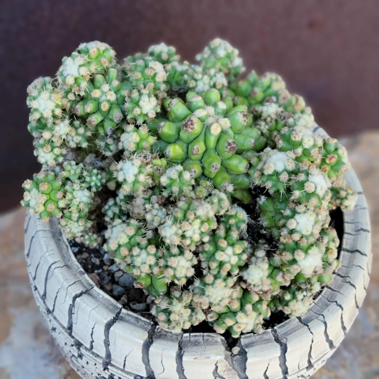 Echinocactus Grusonii var. inermis monstruosus