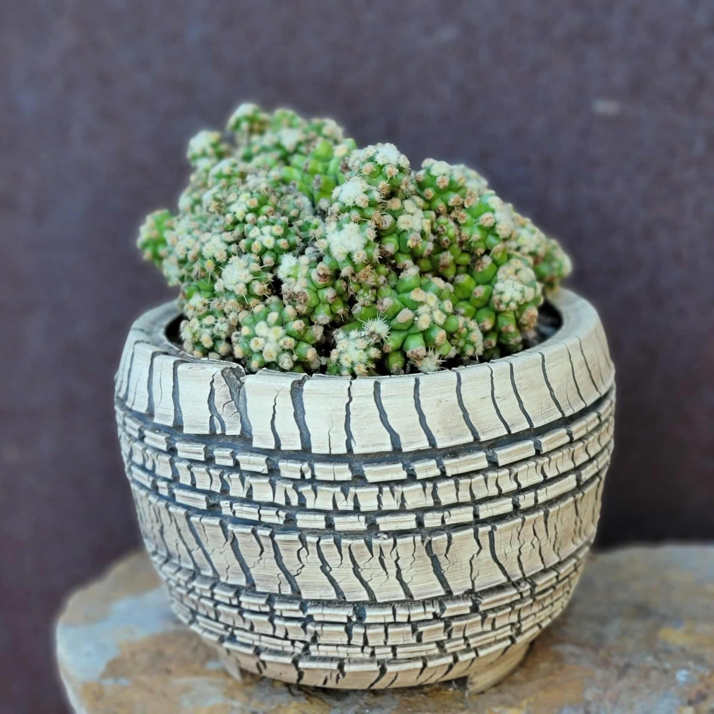 Echinocactus Grusonii var. inermis monstruosus