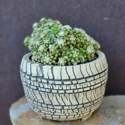 Echinocactus Grusonii var. inermis monstruosus