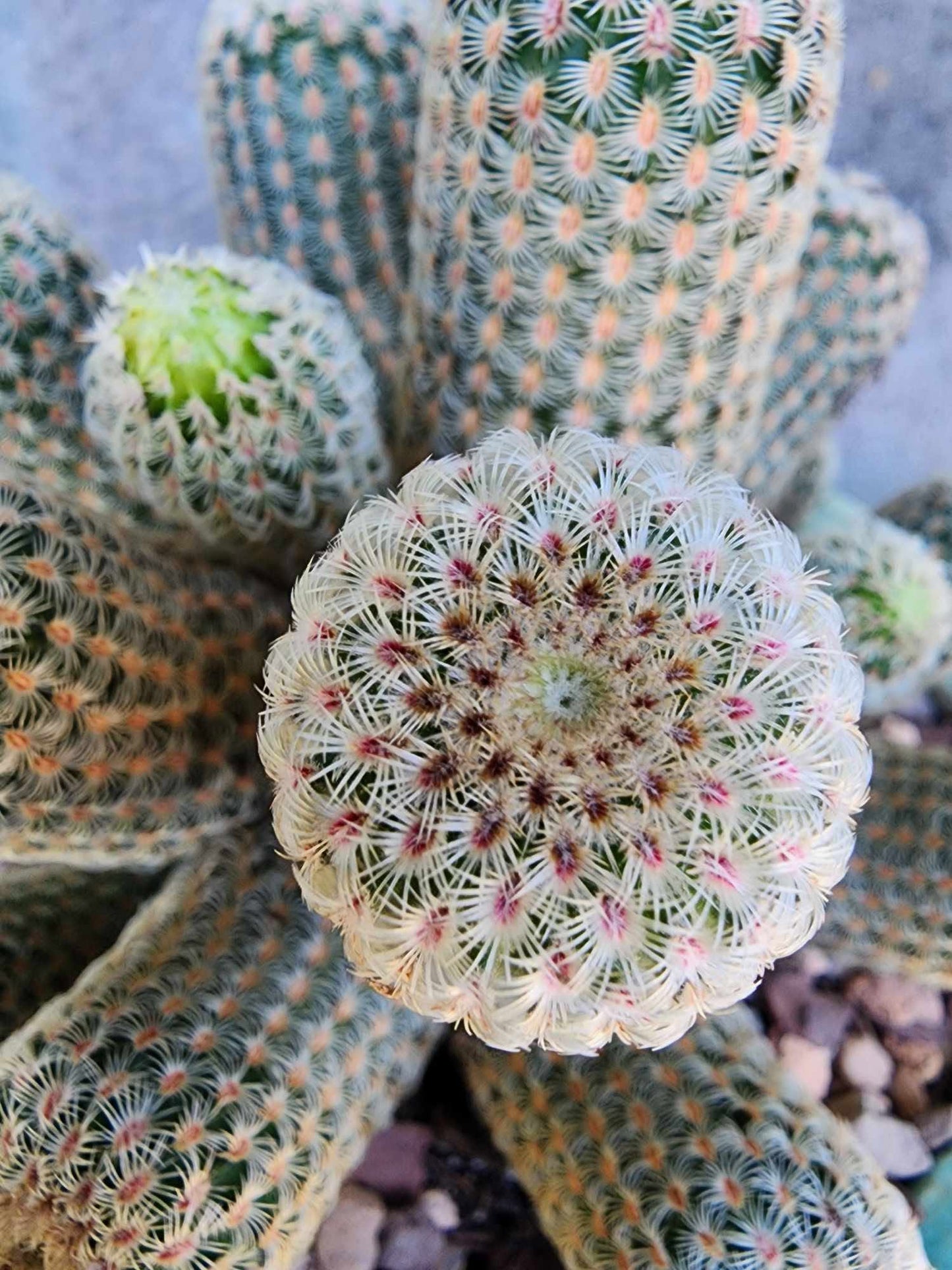 Echinocereus Rigidissimus - Rainbow Cactus