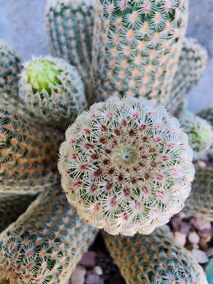 Echinocereus Rigidissimus - Rainbow Cactus
