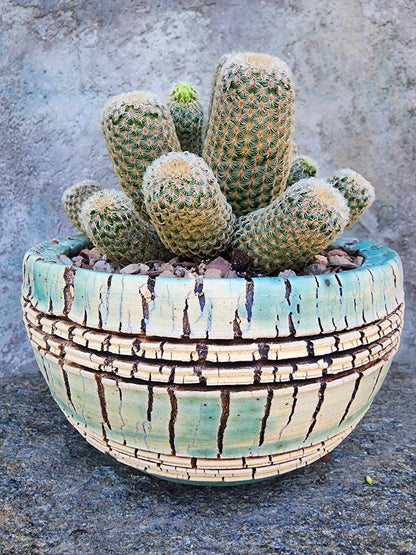 Echinocereus Rigidissimus - Rainbow Cactus