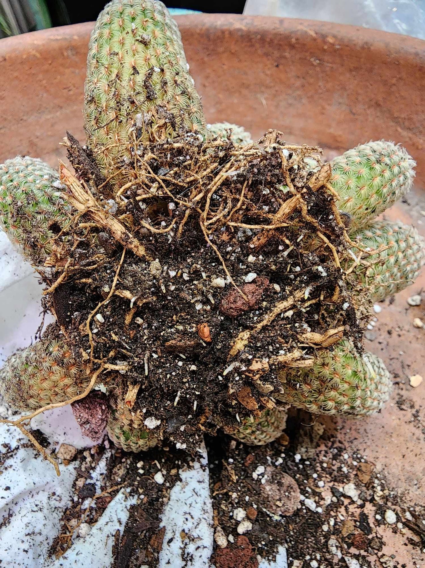 Echinocereus Rigidissimus - Rainbow Cactus