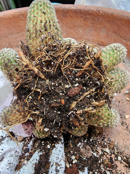 Echinocereus Rigidissimus - Rainbow Cactus