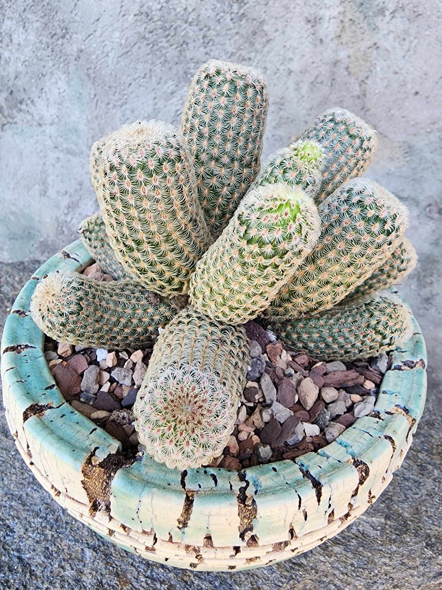 Echinocereus Rigidissimus - Rainbow Cactus