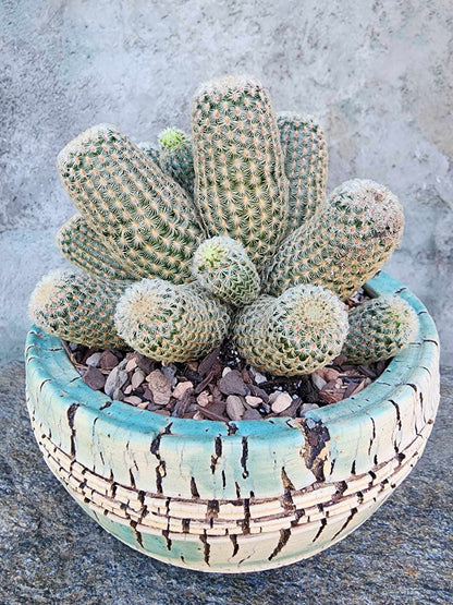 Echinocereus Rigidissimus - Rainbow Cactus