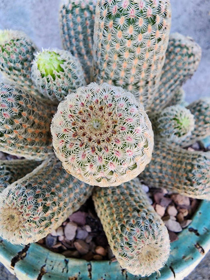 Echinocereus Rigidissimus - Rainbow Cactus