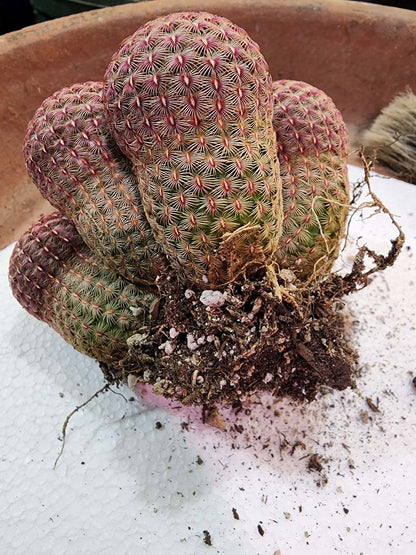 Echinocereus Rigidissimus - Rainbow Cactus