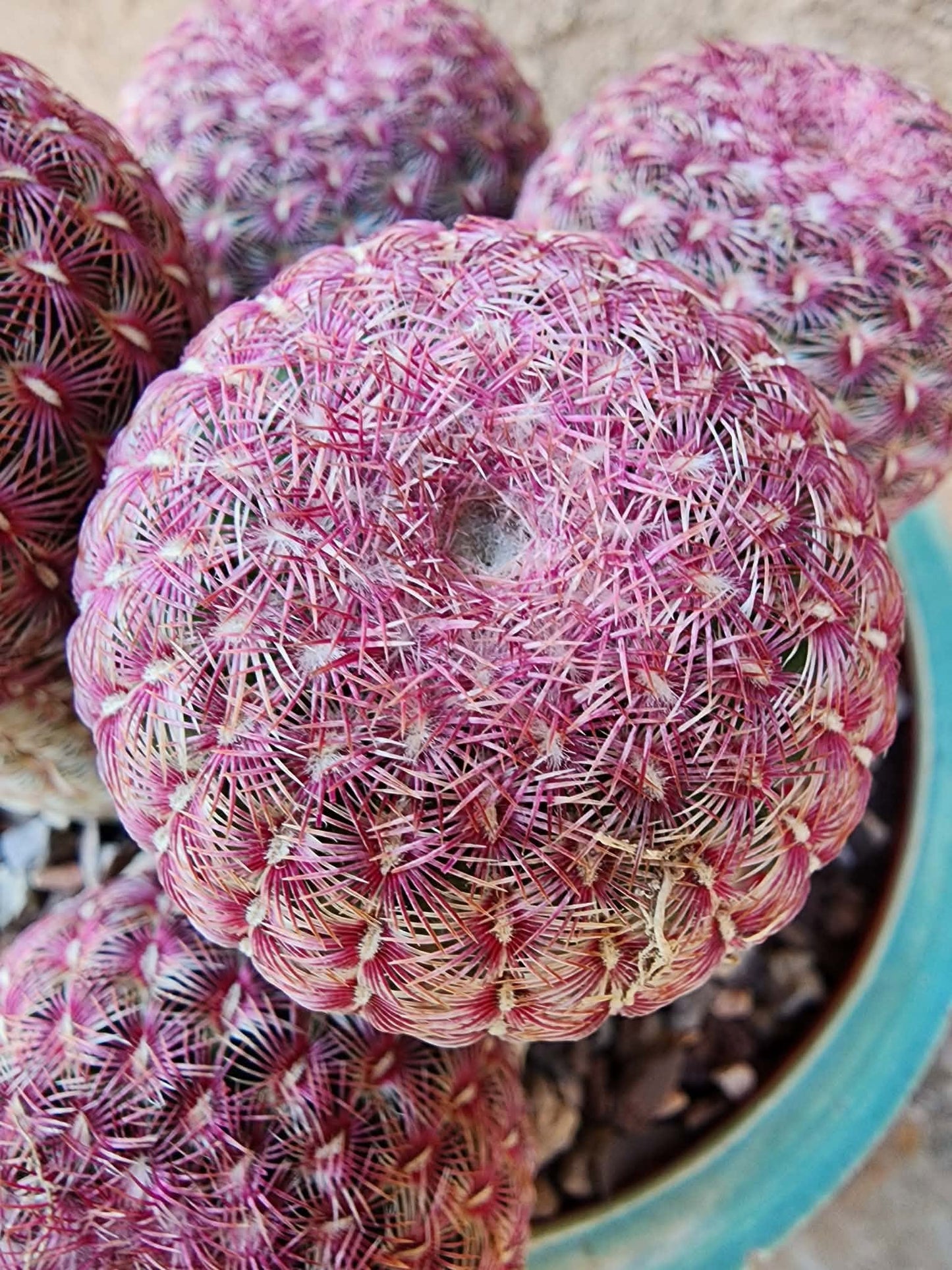 Echinocereus Rigidissimus - Rainbow Cactus