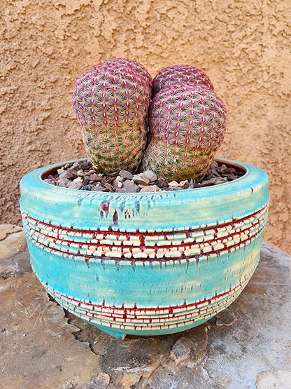 Echinocereus Rigidissimus - Rainbow Cactus