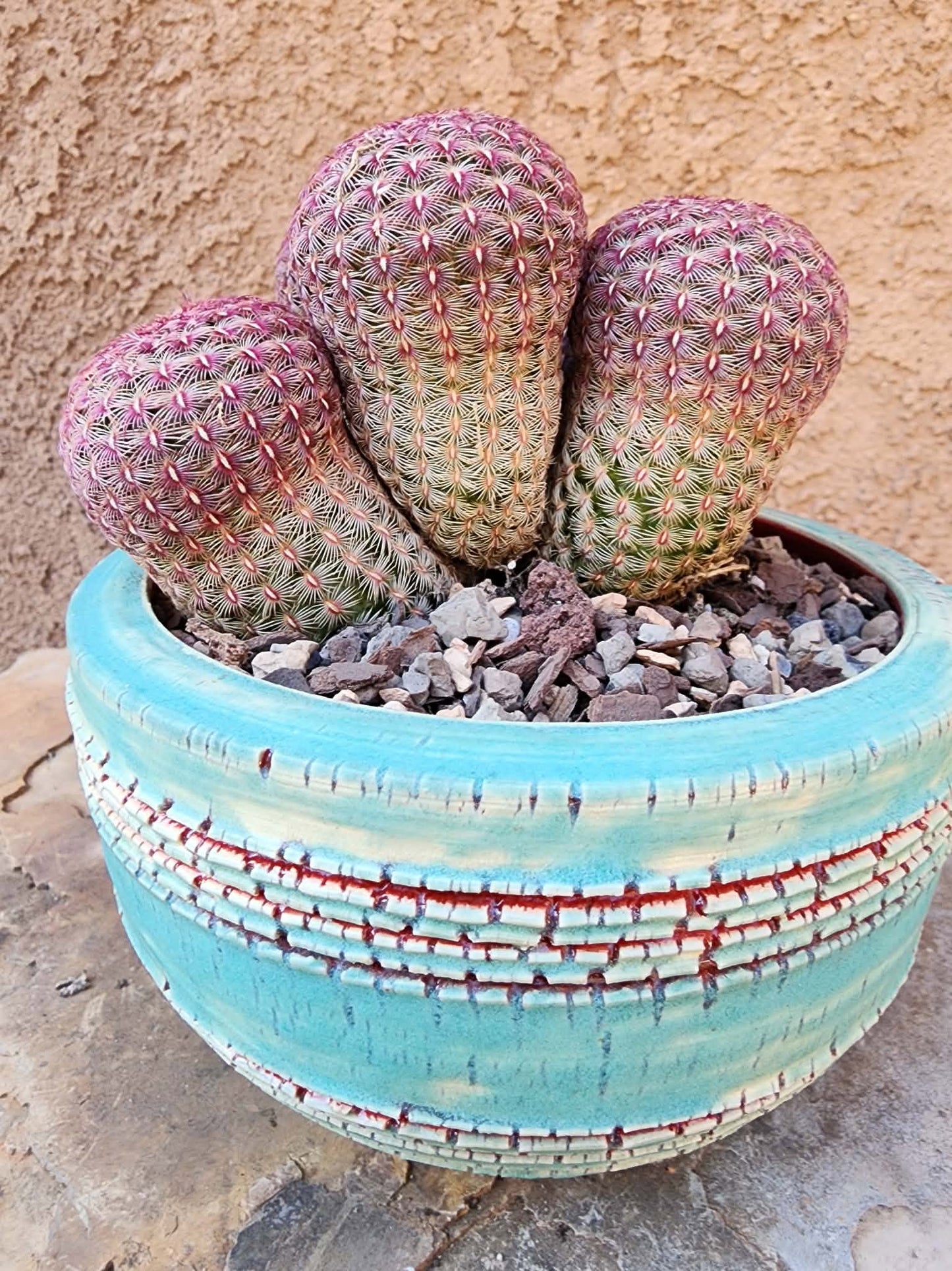 Echinocereus Rigidissimus - Rainbow Cactus