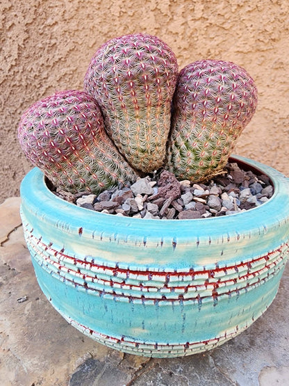 Echinocereus Rigidissimus - Rainbow Cactus