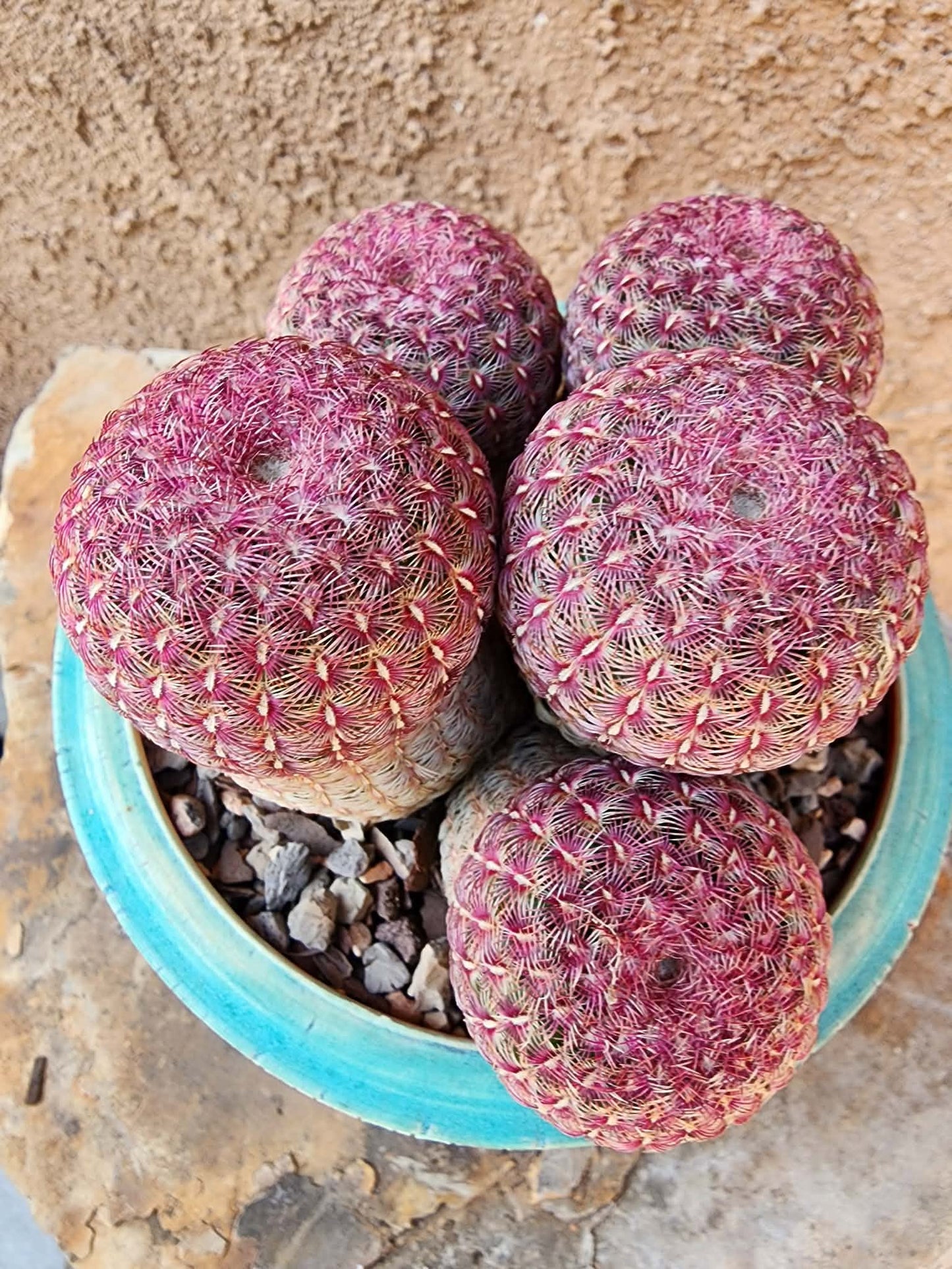 Echinocereus Rigidissimus - Rainbow Cactus