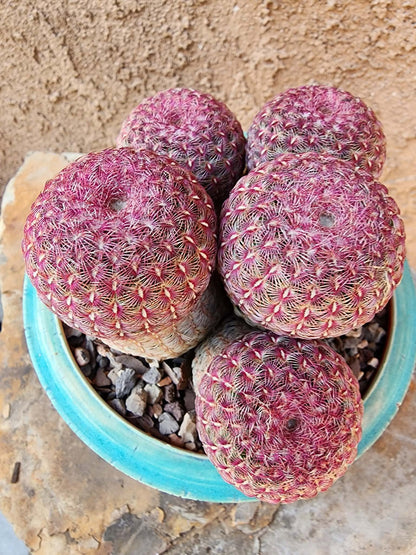 Echinocereus Rigidissimus - Rainbow Cactus