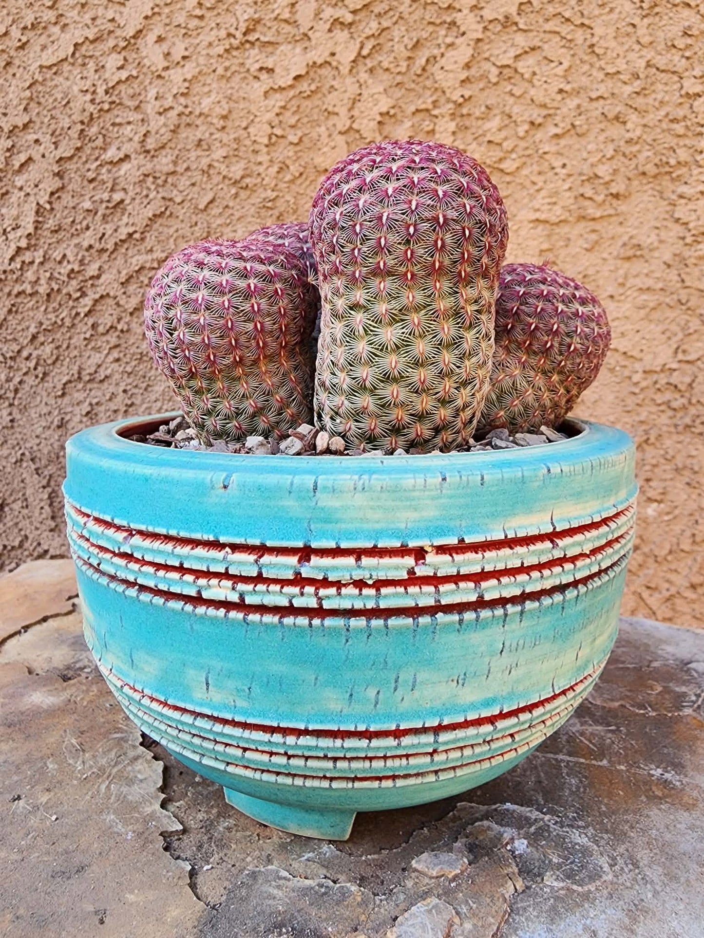 Echinocereus Rigidissimus - Rainbow Cactus