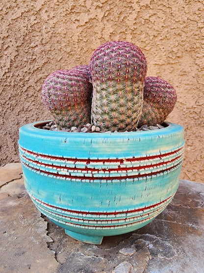 Echinocereus Rigidissimus - Rainbow Cactus