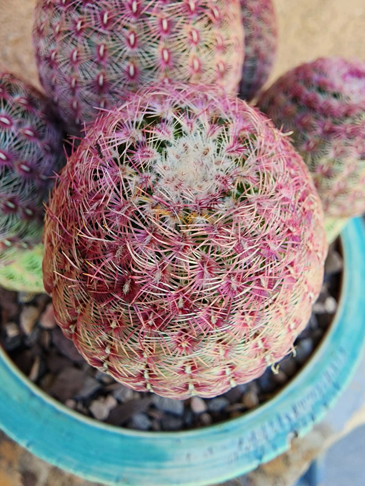 Echinocereus Rigidissimus - Rainbow Cactus