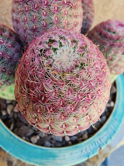 Echinocereus Rigidissimus - Rainbow Cactus