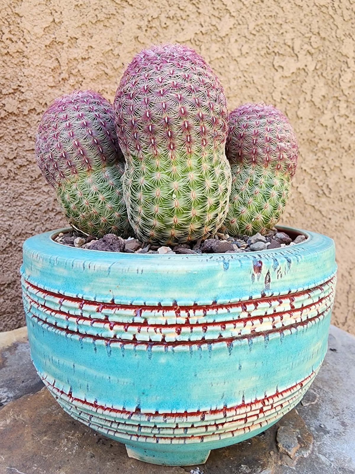 Echinocereus Rigidissimus - Rainbow Cactus