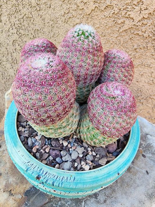 Echinocereus Rigidissimus - Rainbow Cactus