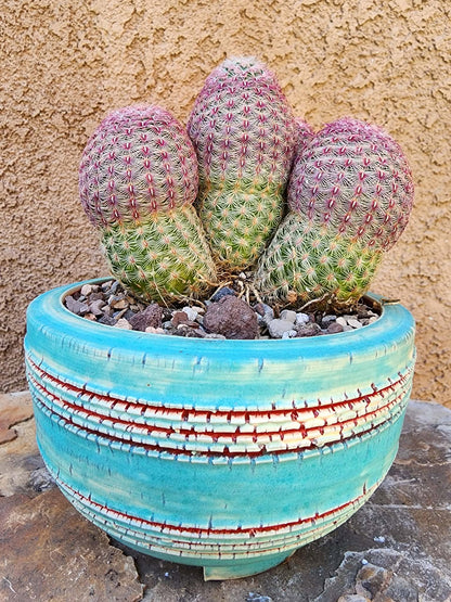Echinocereus Rigidissimus - Rainbow Cactus