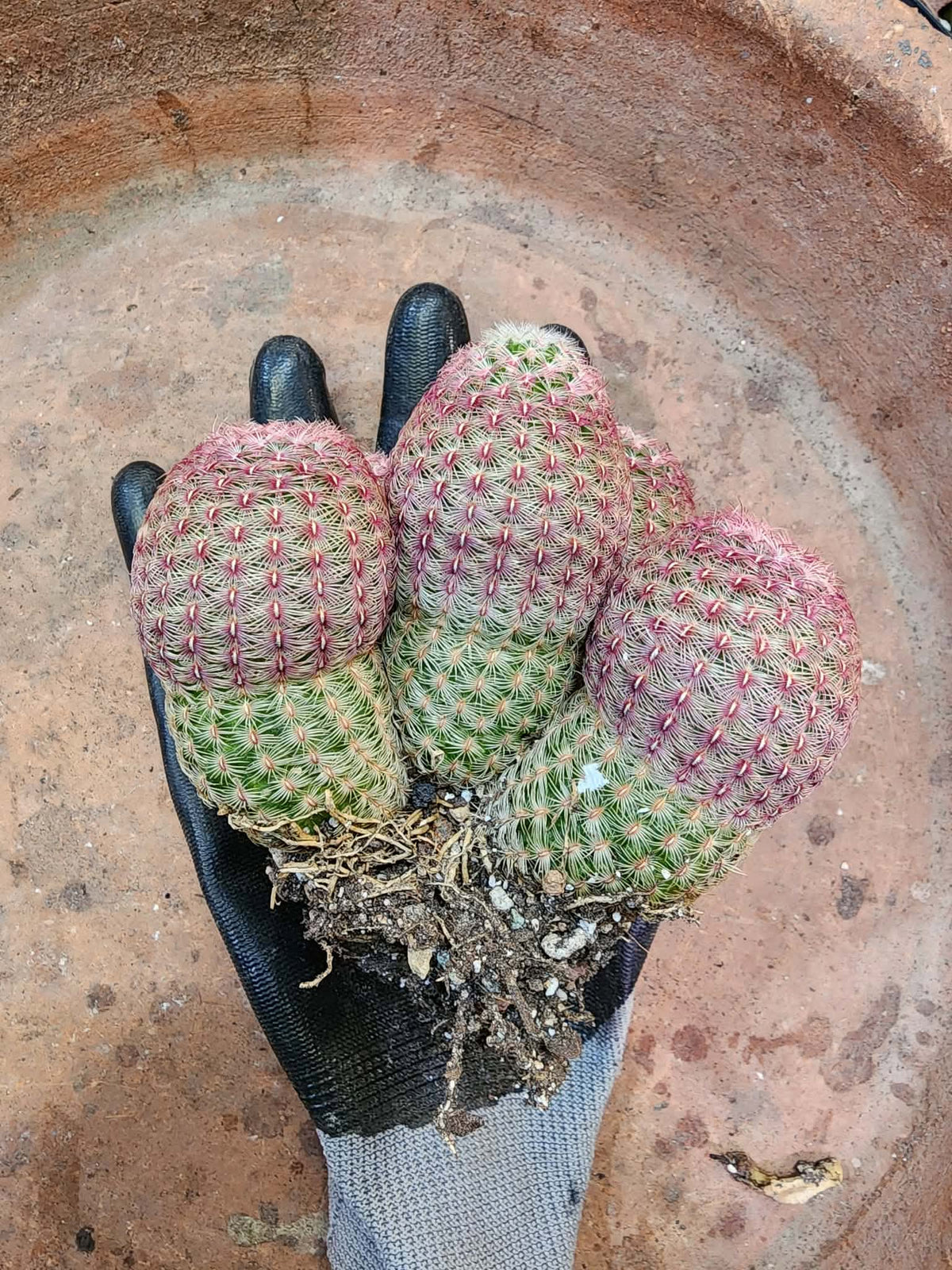 Echinocereus Rigidissimus - Rainbow Cactus