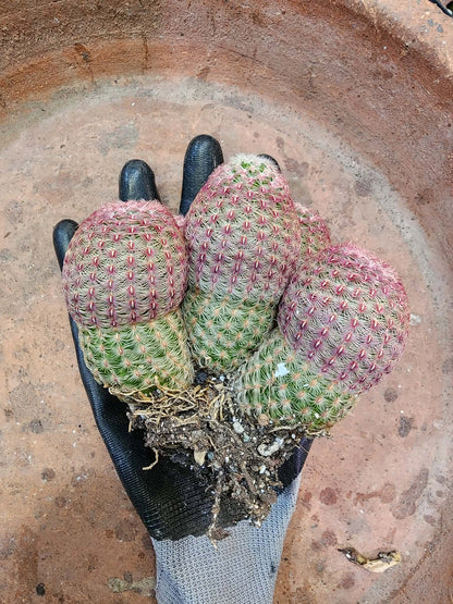 Echinocereus Rigidissimus - Rainbow Cactus