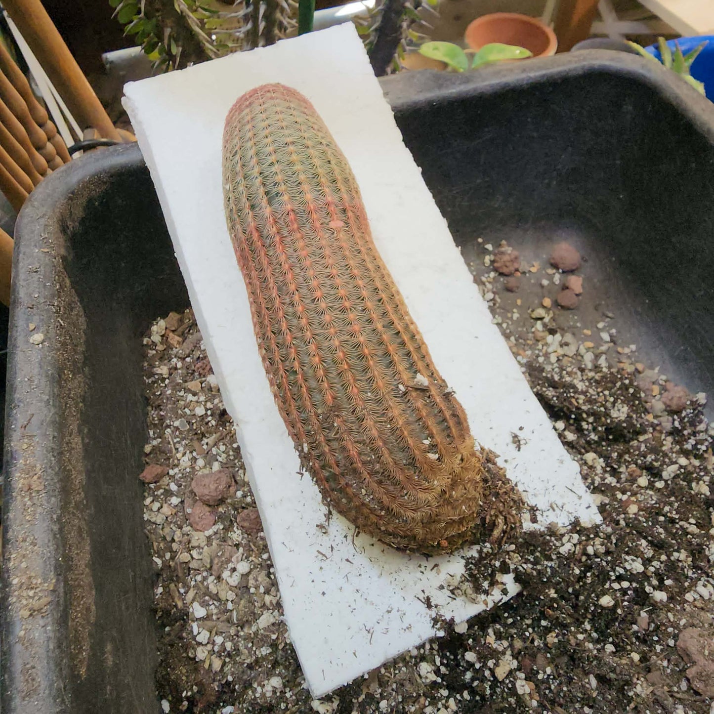 Echinocereus Rigidissimus v. rubispinus - Rainbow Cactus - Last one!