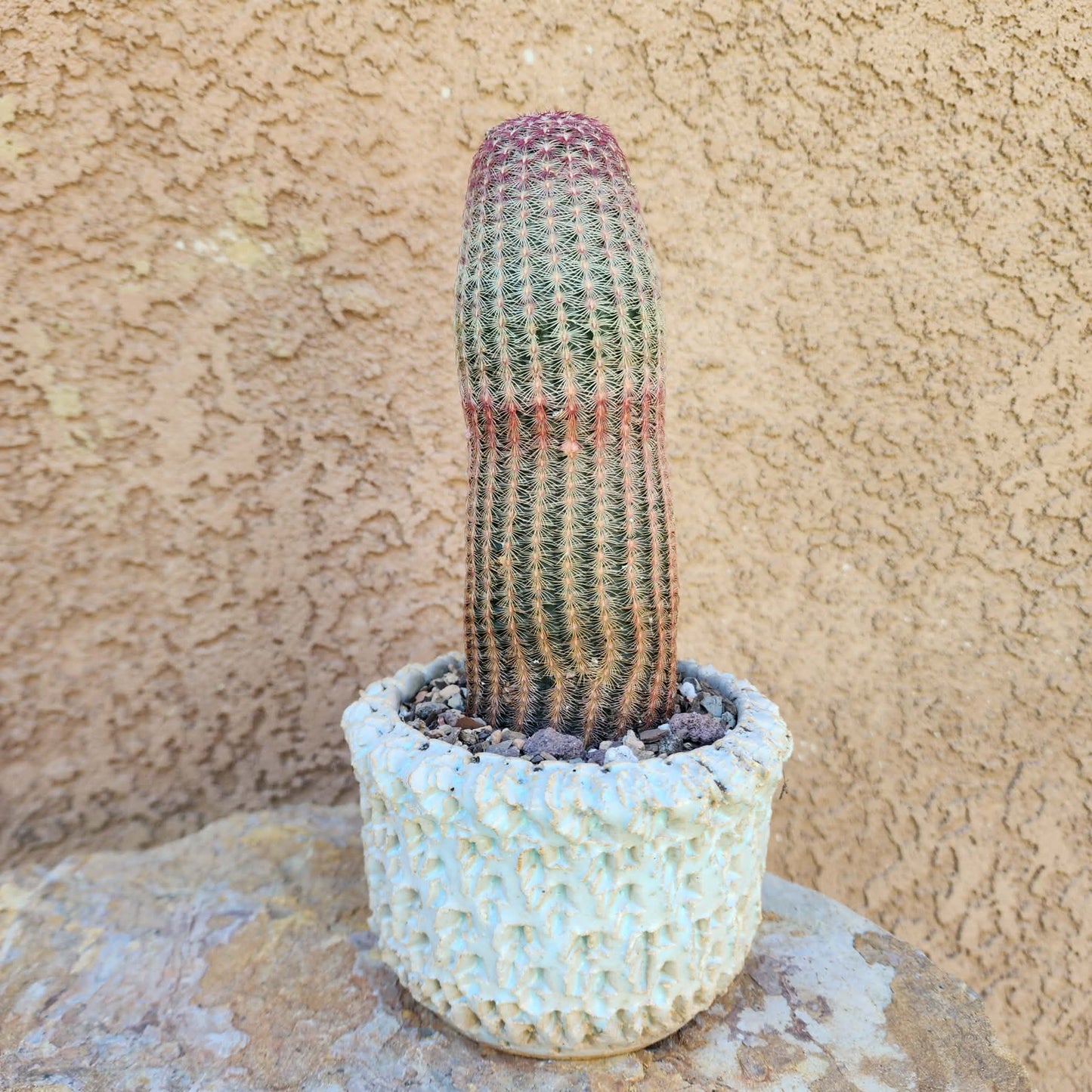 Echinocereus Rigidissimus v. rubispinus - Rainbow Cactus - Last one!