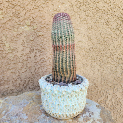 Echinocereus Rigidissimus v. rubispinus - Rainbow Cactus - Last one!