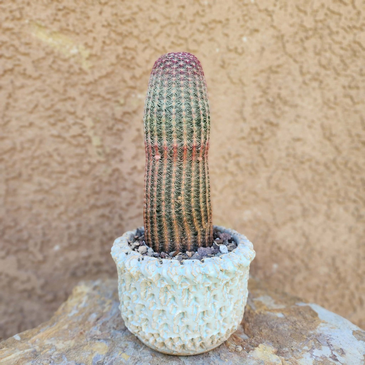 Echinocereus Rigidissimus v. rubispinus - Rainbow Cactus - Last one!