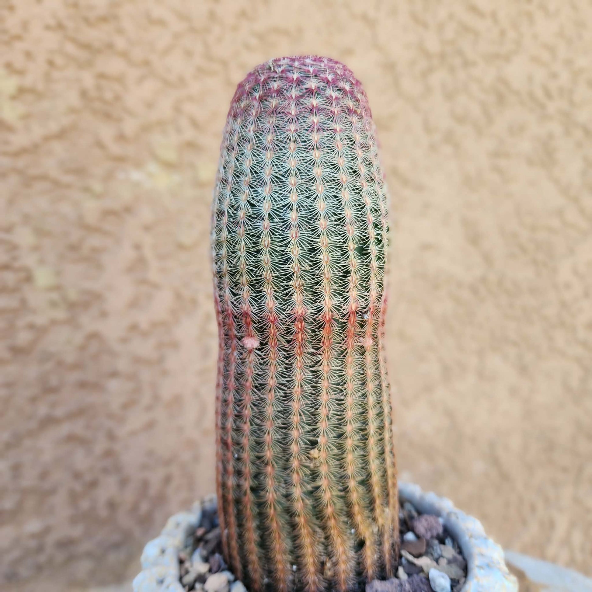 Echinocereus Rigidissimus v. rubispinus - Rainbow Cactus - Last one! collector cactus specimen